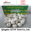 Jinxiang Chinese 5.5cm up Fresh White Garlic for Egypt Market (10kg Carton Packing)